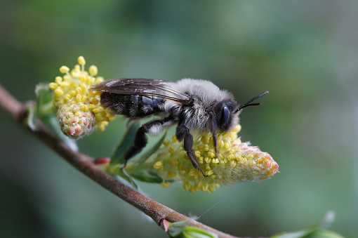 Detailed closeup on a female Grey-backed mining bee, Andrena vaga sitting on yellow pollen of Goat Willow, Salix caprea