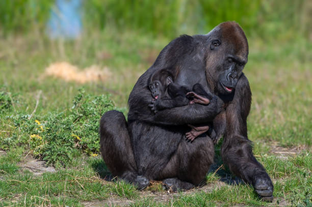istock Lowland gorilla with her baby 1925358825