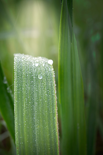 Waterdrops on blades of green grass background, sunrays illuminating the seasonal scene. Shallow depth of field with focus on dew drops.