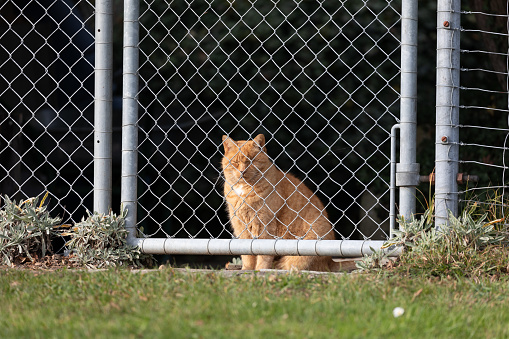 tiger domestic cat, yellow orange, sits behind garden fence door and wants to go out to discover the world, closed eyes, green meadow in the foreground, no people during the day