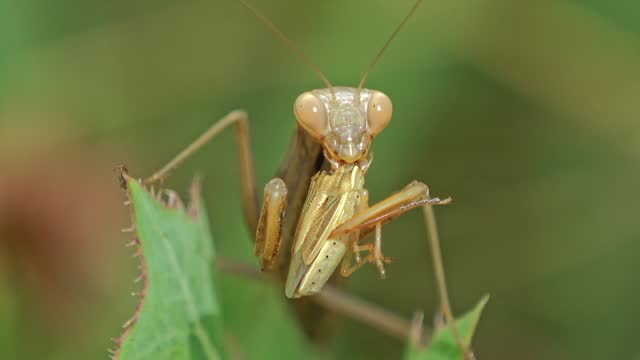 Close up shot of a praying mantis eating a cricket standing on a leaf