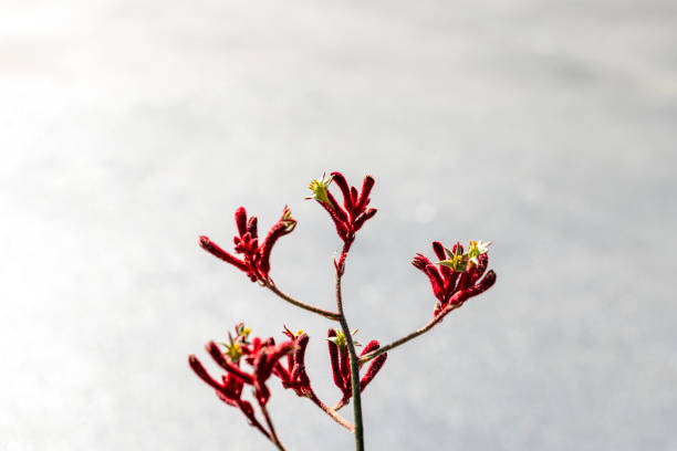 Beautiful red Kangaroo Paw in sunlight, background with copy space, full frame horizontal composition