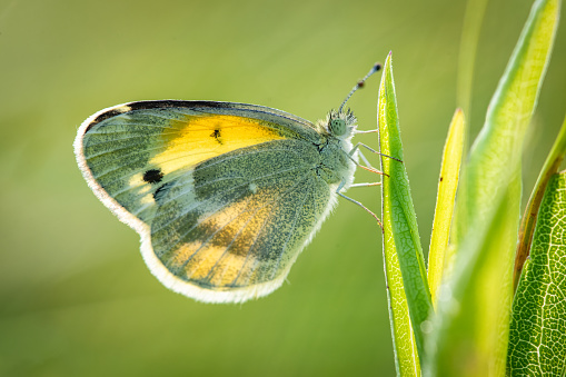 Dainty Sulfur butterfly backlit
