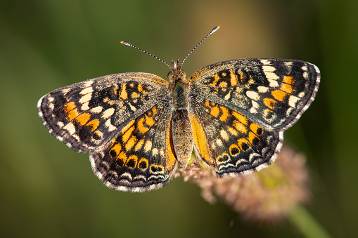 Pearl Crescent butterfly resting on a grass stalk