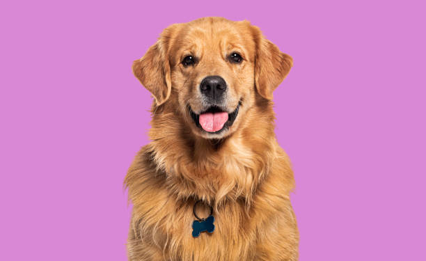 Head shot of a Happy panting Golden retriever dog looking at camera, wearing a collar and identification tag stock photo