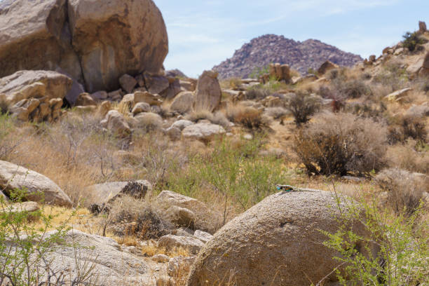 istock Desert Spiny Lizard - Sceloporus magister 1925414604