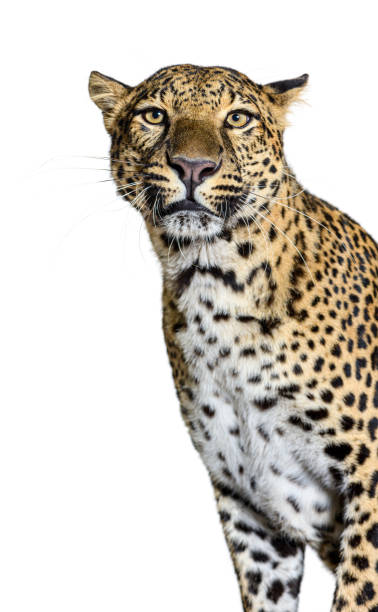 istock head shot of a spotted Leopard looking at the camera, isolated on white 1925414606