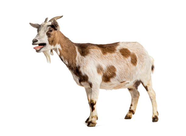 Tibetan Pigmy Goat bleating mouth open, isolated on white