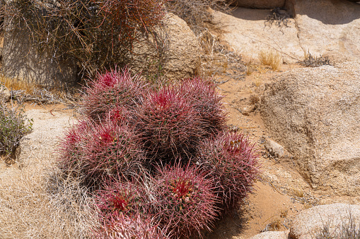 Cluster of red California Barrel Cactus (Ferocactus cylindraceus) next to rocks in Joshua Tree National Park, California.