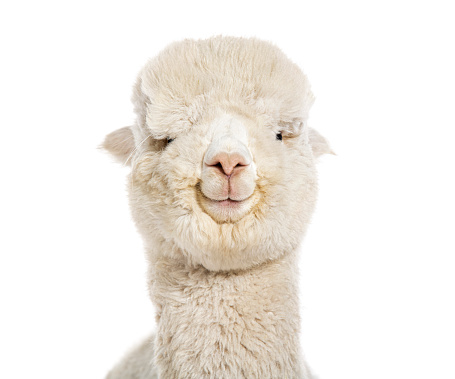 Head shot of a White nine months old alpaca - Lama pacos, isolated