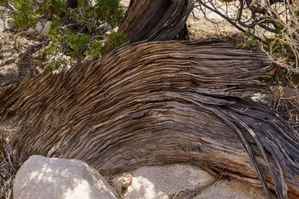 Details of an old twisted and gnarled juniper tree trunk and branch in Joshua Tree National Park, California.