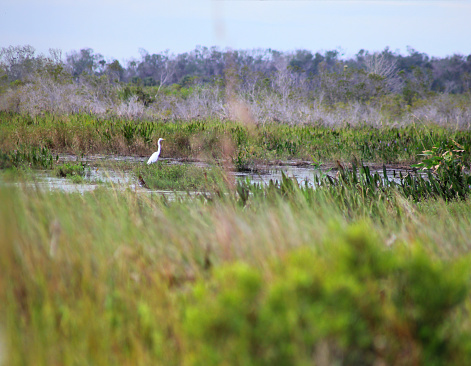 Views at Kissimmee Prairie Preserve State Park, Florida