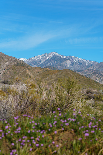 View of snow on San Gorgonio Mountain with purple wildflowers in the foreground from the Mission Creek Preserve in Desert Hot Springs, California.