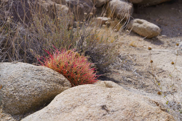 Single California Barrel Cactus - Ferocactus cylindraceus