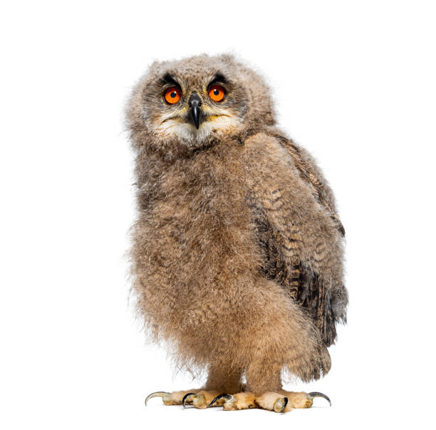 istock One month Eurasian Eagle-Owl chick, Bubo bubo, looking at the camera, isolated on white 1925424177