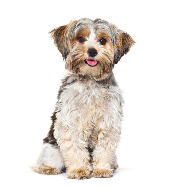 istock Happy Biewer Yorkshire Terrier panting mouth open sitting isolated on white 1925424691