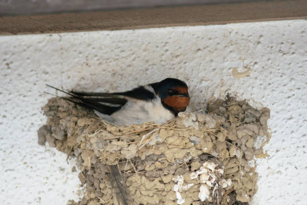 istock Swallow sitting in its nest 1925428838