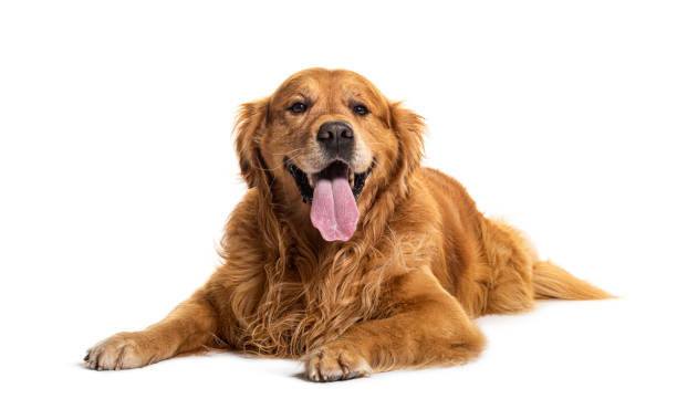 Lying dowwn Golden retriever Panting, isolated on white stock photo