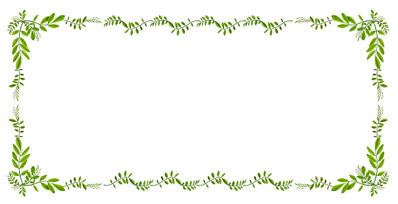 A frame of green acacia leaves isolated on a white background. \nPattern of young acacia leaves  in a floral waved garland.Design element for poscards, wedding cards and invitations.Overlay background.