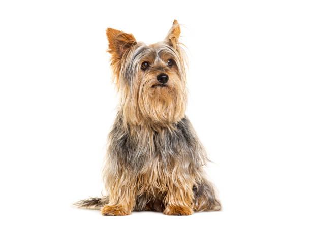 istock Yorkshire terrier sitting looking away, isolated on white 1925433524