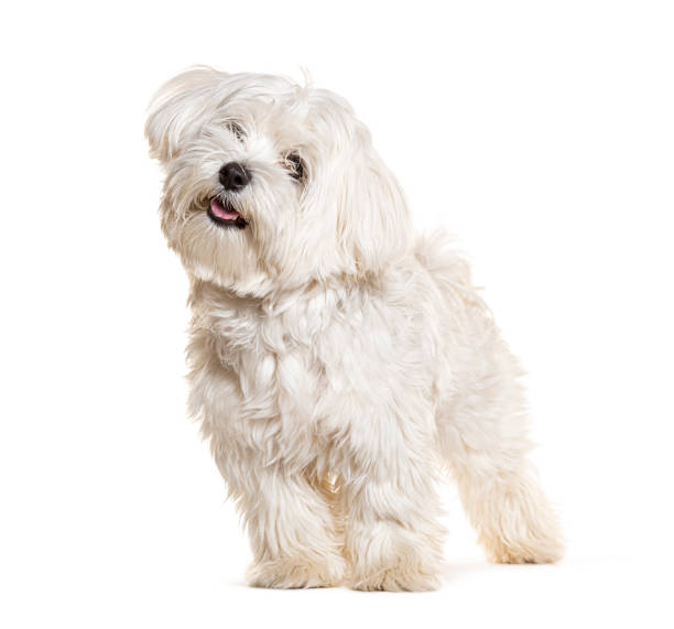 istock Maltese panting and looking up, isolated on white 1925436666