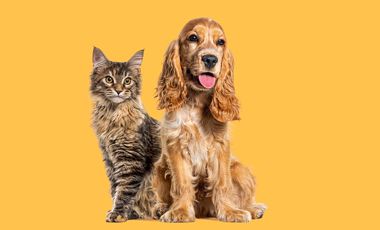 Sitting cat and dog, English cocker spaniel and Maine Coon kitten cat looking away against yellow background