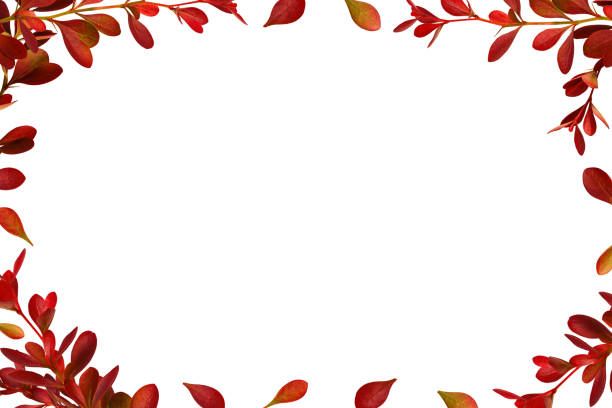 Christmas Red holly berries real natural isolated on white leaving a white copy space background