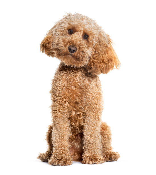istock Sitting Poodle looking at the camera, isolated on white 1925459004