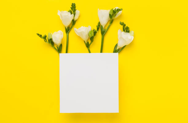 istock White freesia flower on color background, top view 1925463248