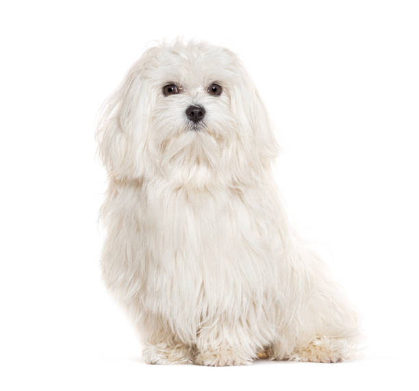 istock Sitting Maltese looking at the camera, isolated on white 1925465354