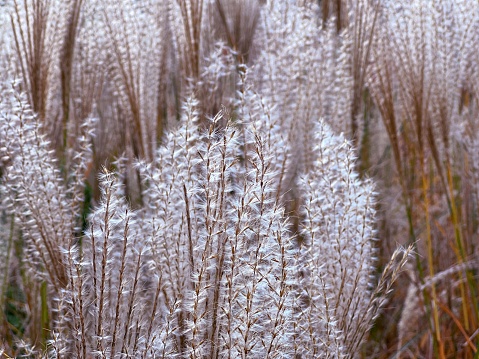 Full-frame image of cattails in a wetlands area on a bright, autumn afternoon.