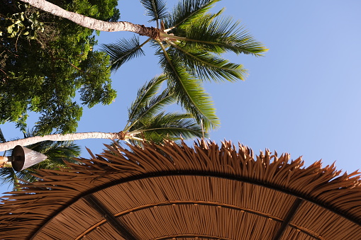 Looking at the underside of grass woven thatched umbrellas against a blue sky with palm trees swaying.  Warm sunshine and tropical breezes find tourists laying under these umbrellas to relax and take in the scenery.
