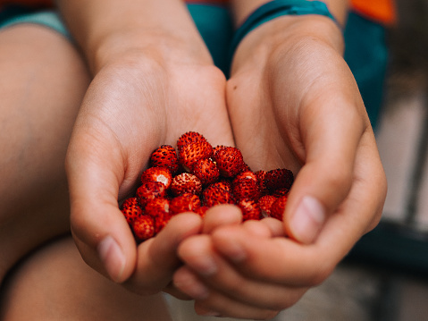 Girl holding a bunch of freshly collected wild or european strawberries in her hand, presenting them to the viewer