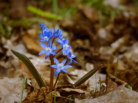 Blue squill breaking through the fallen leaves, blooming in spring as an early bloomer
