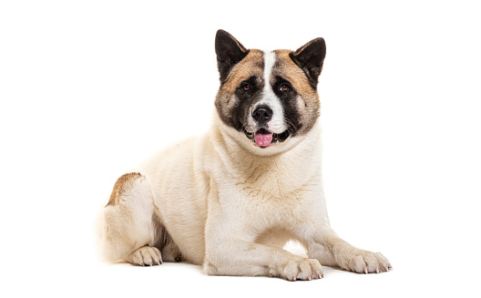 American Akita panting, isolated on white