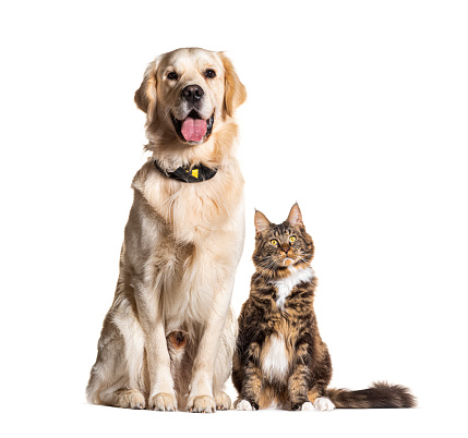 Golden retriever and Maine coon sitting together, isolated on white