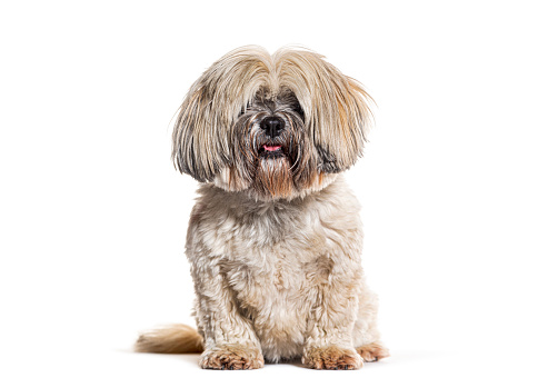 Lhasa apso panting, isolated on white