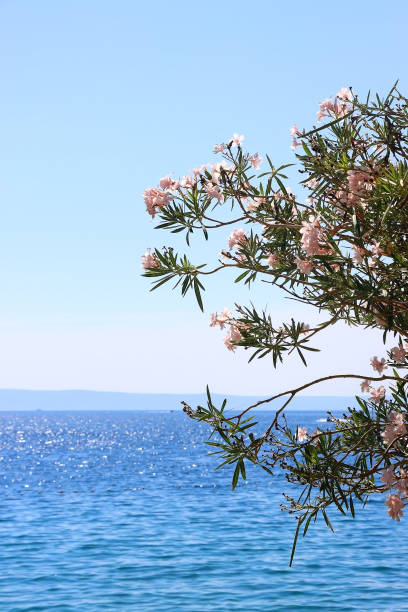 istock Oleander Flowers by the Sea 1925511475