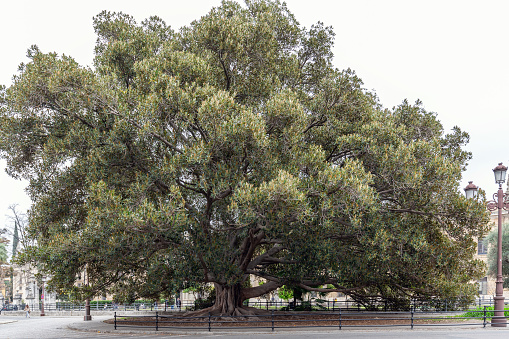 Majestic Banyan Tree in Seville, Spain
