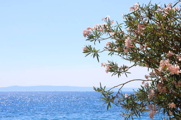 istock Oleander Flowers by the Sea 1925512016