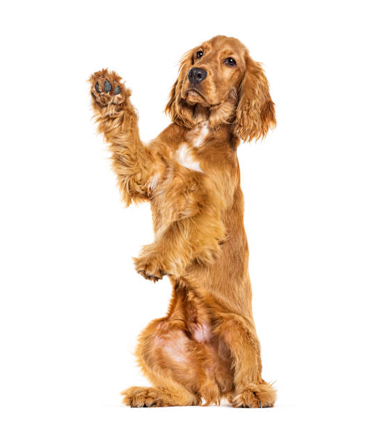 istock On its hind legs English cocker spaniel begging, looking up, isolated on white 1925518838