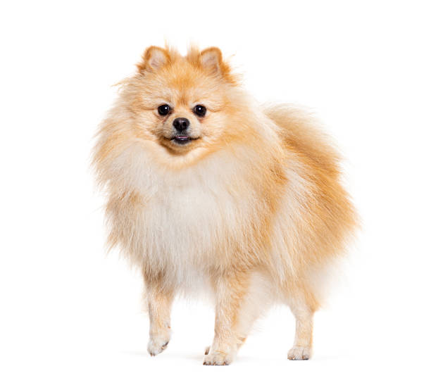 istock Pomeranian looking at the camera, isolated on white 1925518841