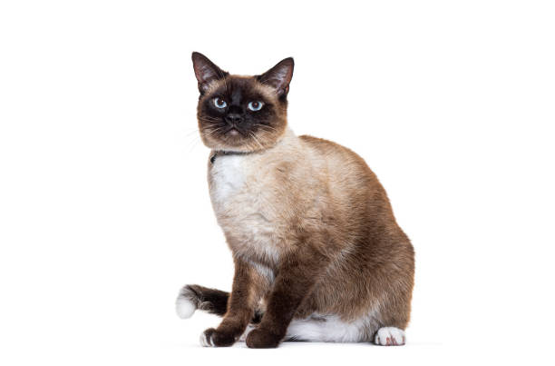 istock Crossbreed cat wearing a cat collar, isolated on white 1925521480