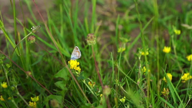 Blue butterfly sitting on yellow flower. Copy space.