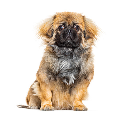 Pekingese looking at the camera portrait, isolated on white