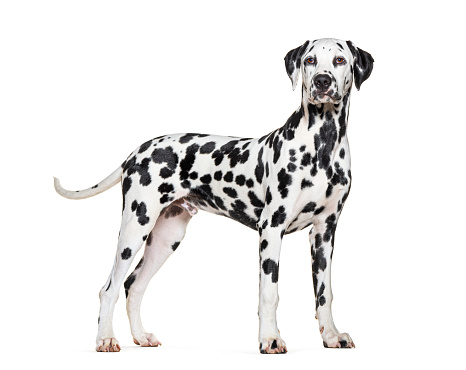 Dalmatian dog studio portrait