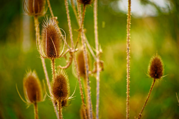 istock wonderful rainy autumn day 1925534940