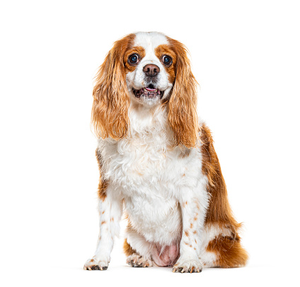 Cavalier King Charles Spaniel, isolated on white