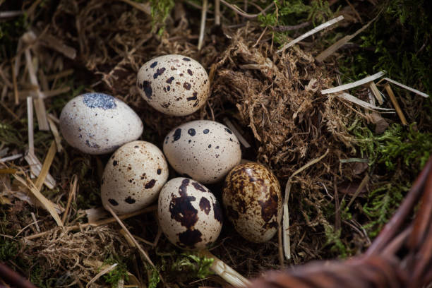istock Celebrate Easter with Farm-Fresh  Eggs on a Rustic Wooden Backdrop - Traditional Goodness for Your Holiday Feast 1925539341