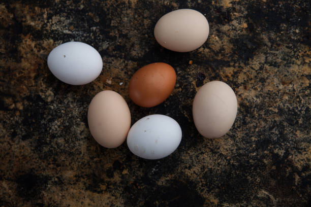 istock Celebrate Easter with Farm-Fresh  Eggs on a Rustic Wooden Backdrop - Traditional Goodness for Your Holiday Feast 1925540425